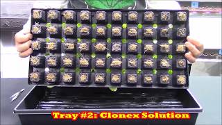 GREAT ROOT RACE WINNER ANNOUNCED - CLONEX PRODUCTS - TIME LAPSE COMPARISON - MARIJUANA CBD GROW BOSS
