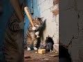 أيها الفأر الحدر ثم Cat النظافه Cute موسيقار Funny اهميه Cutecat الجيلي Kitten المراه أيها الفأر الحدر ثم Cat النظافه Cute موسيقار Funny اهميه Cutecat الجيلي Kitten المراه