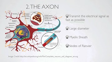 what is the axon