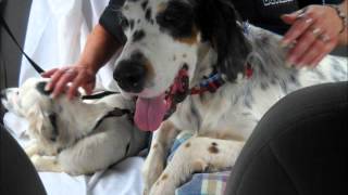 Celebrity Dog Transport Rescue "Razzle Dazzle" Video Wealth