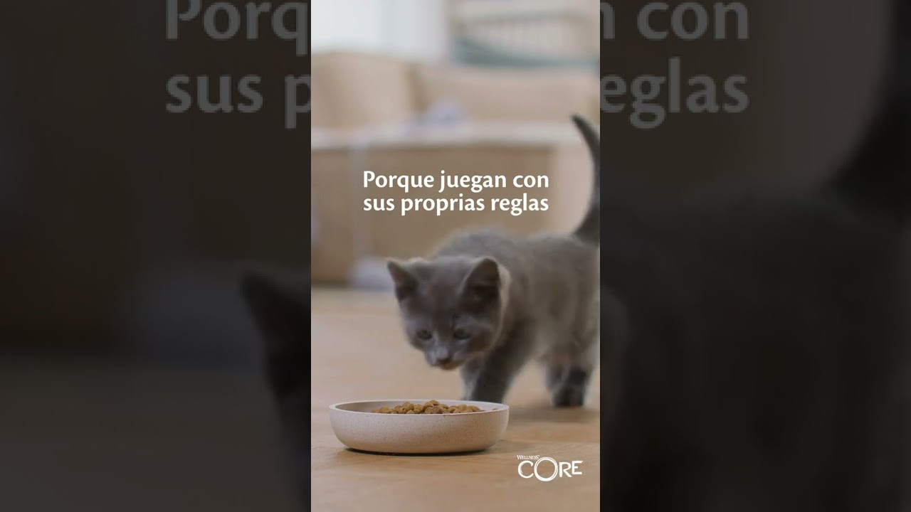 Wellness CORE Dry Cat food Spanish YouTube