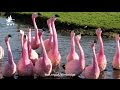 Andean Flamingo courtship dance | WWT Slimbridge