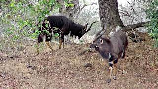 Nyala bulls displaying