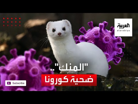 حيوانات المنك إلى الإعدام في الدنمارك والسبب كورونا