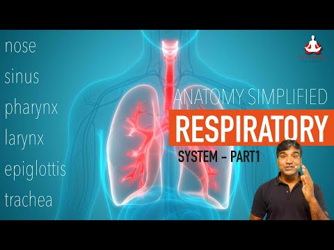 The Respiratory System - Part 1 | Yoga | Anatomy | Nose, Sinus, Pharynx, Larynx, Epiglottis, Trachea