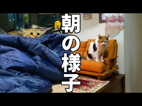 まりもとみーちゃんの朝の様子。