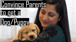 How to CONVINCE Your Parents to Get a PUPPY or a DOG  GUARANTEED to WORK!