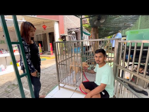 SANGAT PENTING ‼️ UNTUK PEMULA JANGAN ADOP KARAKTER ANJING SEPERTI INI ‼️