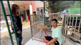 Download Lagu SANGAT PENTING ‼️ UNTUK PEMULA JANGAN ADOP KARAKTER ANJING SEPERTI INI ‼️ MP3