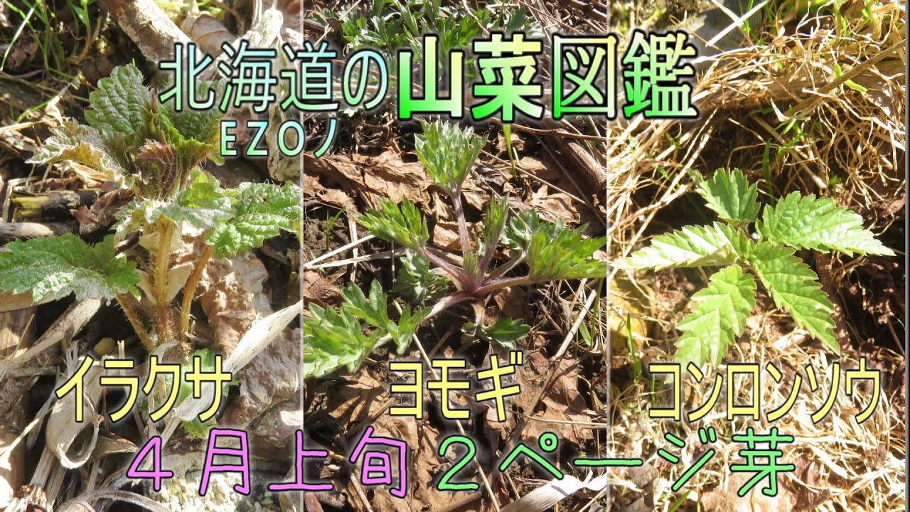 永久保存版 北海道の山菜図鑑 Ezoノ山菜図鑑 2ページ芽 イラクサ ヨモギ コンロンソウ Youtube 永久保存版 北海道の山菜図鑑 Ezoノ山菜図鑑 2ページ芽 イラクサ ヨモギ コンロンソウ Youtube