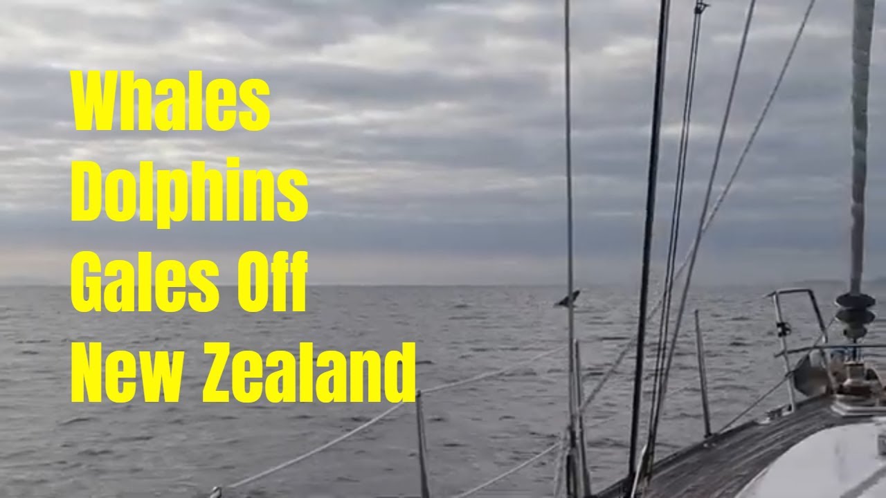 Whales, Dolphins and Gales off New Zealand Ep. 111