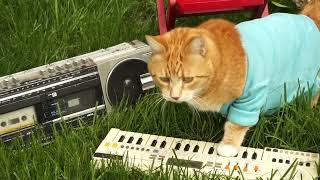 Keyboard Cat Likes Summertime!