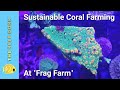 Frag Farm: 12,000+ SPS Corals at UK Facility 🌊