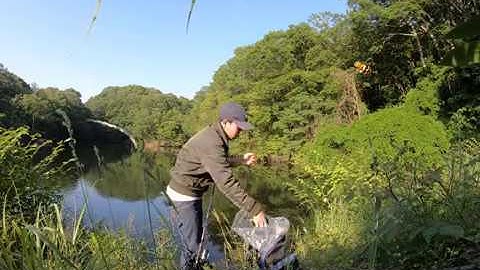 Câu trúng ổ cá rô phi lâu năm giật mỏi cả tay