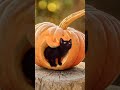 Funny Cute Kitti Cats Shorts قطط لطيفة 