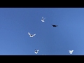 🕊 Подкидываем молодых Николаевских голубей. Полет молодых Николаевских голубей 2020 года.