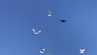 🕊 Подкидываем молодых Николаевских голубей. Полет молодых Николаевских голубей 2020 года.