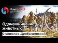 Станислав Дробышевский - Одомашнивание животных