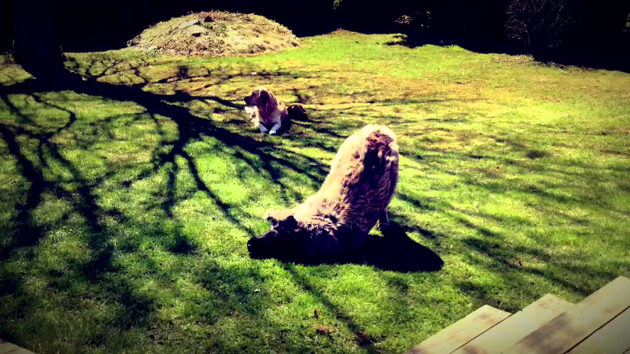 Jessica Olsson's viddy