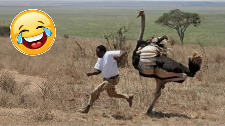 Try Not To Laugh Challenge #3 Best Fails Compilation