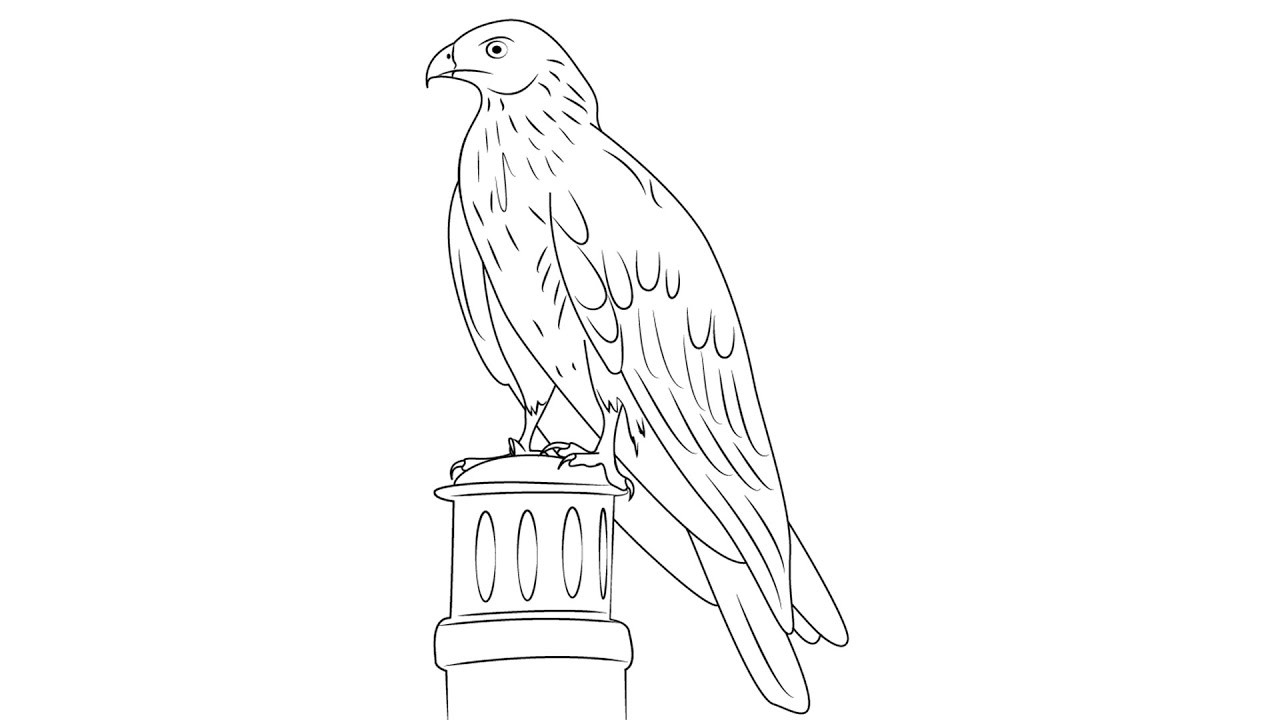 Red Kite Bird Sketch Drawing Easy How To Draw A Simple Red Kite