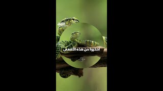احذروا من هذه الأفعى