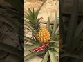 زراعة الاناناس