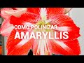🌱 COMO CREAR NUEVAS ESPECIES DE AMARYLLIS