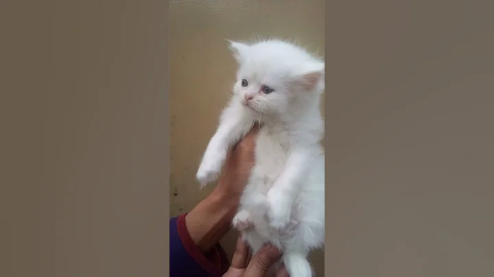 Watch the video about Persian white kitten 🐈 #kittycats Vlog #awwanimals #persiancat #cutecat #cat