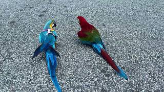 Why did the rainbow skittle chicken cross the road?