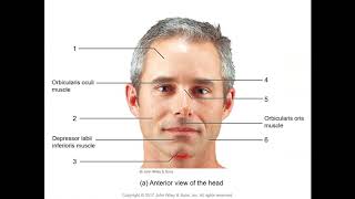 EX 15: Surface Anatomy