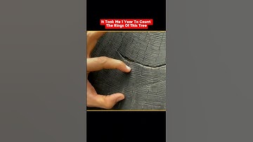 It Took me 1 Year Count This Tree Rings 😶 || #shorts #newshorts #viral #latest #trending