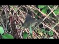 Paddyfield Warbler Paddyfield Warbler