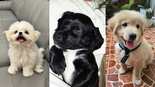 Adorable Dogs that'll Make You Adopt One🥰😍 by gudradry 4,541 views 1 month ago 19 minutes