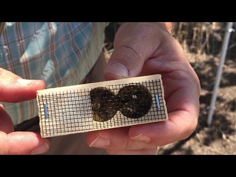 Introducing Caged Queen and Splitting Hive (Most Effective Method)!