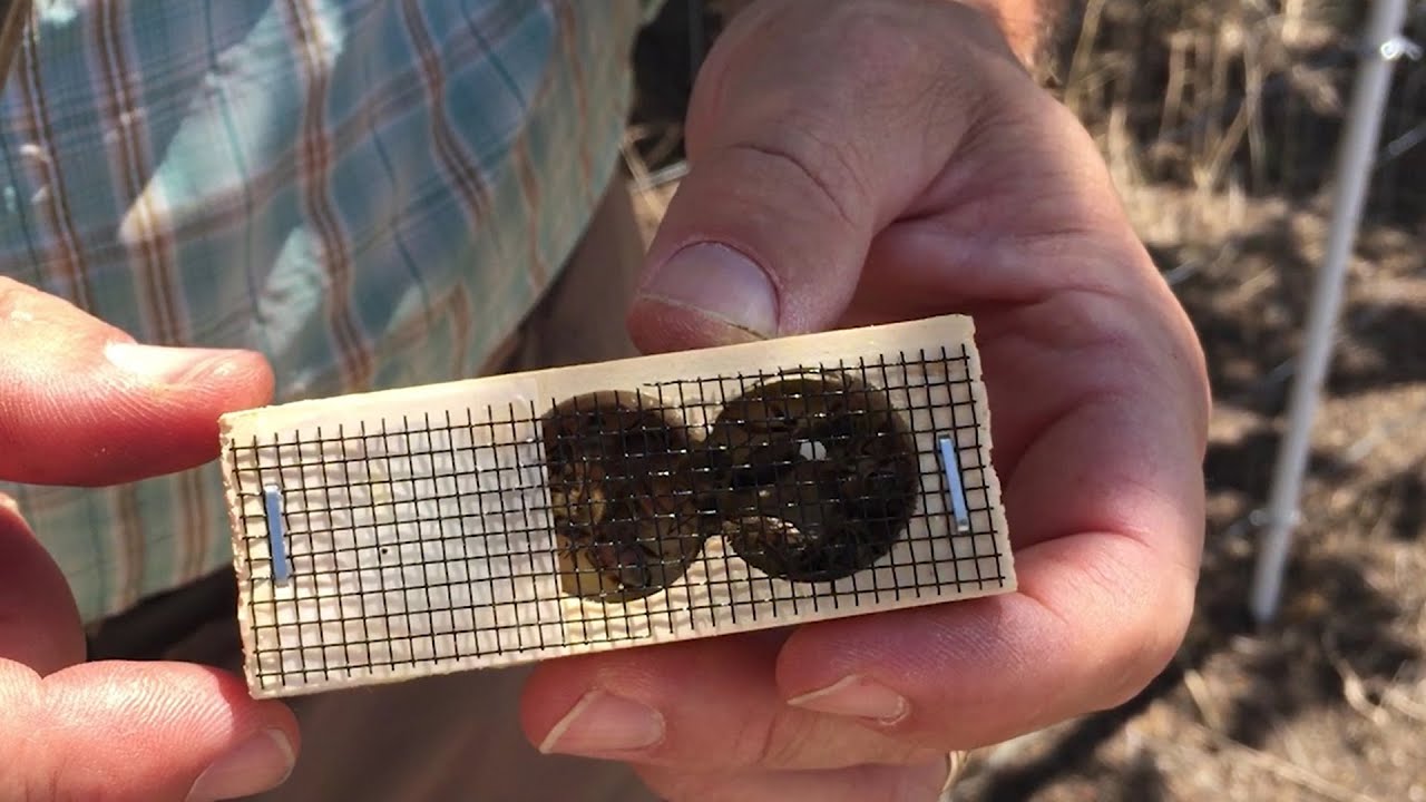 Introducing Caged Queen and Splitting Hive (Most Effective Method)!