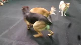 Barkzone Dog Of The Month Max