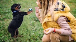 Best Trained Rottweiler Puppy in the World Smartest Dog Tricks by All About Animal 20,756 views 5 years ago 1 minute, 14 seconds