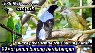 suara campuran..ampuh buat pikat semua Jenis burung hutan... 👍👍