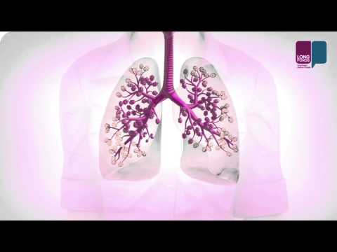 Hoe werken de longen?
