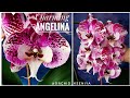 Phal. Charming Angelina - шикарная орхидея фаленопсис Анджелина (Ангелина), яркий биглип