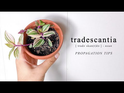 Video: Šíření Tradescantie: Jak Ji Množit Semeny, Dělením A řízky Ve Vodě? Péče Po Roubování