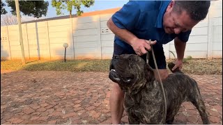 Mighty Boerboel’s part 3