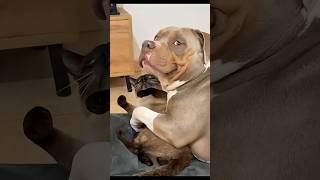 Cats vs Dogs: The Ultimate Chaos Showdown 😹🐶