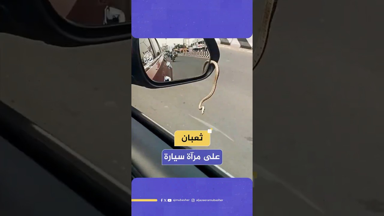 🐍 سائق هندي يتفاجأ بثعبان ينزلق من مرآة سيارته الجانبية.. ماذا حدث؟