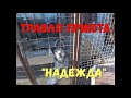 Посетили приют "Надежда"