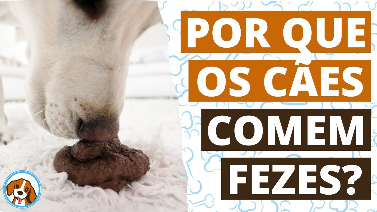 POR QUE CACHORRO COME FEZES? DESCUBRA QUAIS OS MOTIVOS E O QUE FAZER ...