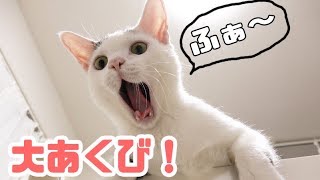 下からのアングルで猫を撮っていたら大あくび！