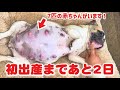 【生配信】初出産まであと2日
