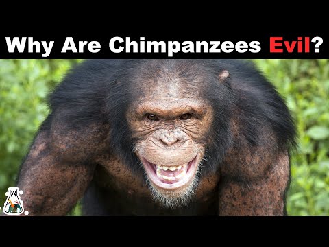 Video: Proč jsou šimpanzi ohroženi?